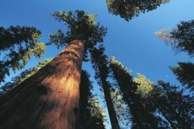 Giant Sequoia tree