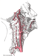 carotid artery