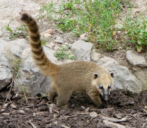 Coati_roux_Amiens_2