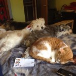 dogsandcats_1109096582_n