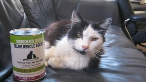 Birdie likes to help with the Amesbury donation cans.