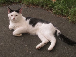 The New Cat
