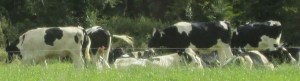 The cows out my back window