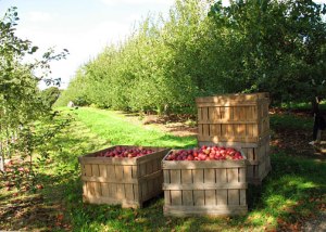 apple_crates