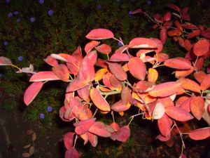 Red_autumn_leaves_branch_dark