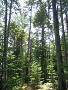 Walking_path_Susan_OBrien