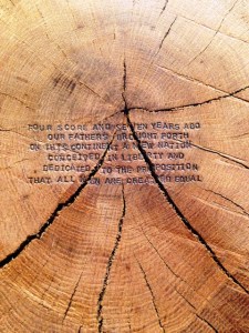 4_-_section_of_the_tree_showing_numerous_growth_rings