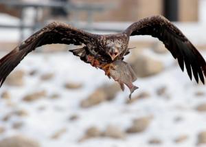 eagle1