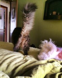 A bird's eye view of my pants, in case anyone needs a visual