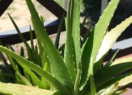 Aloe plant