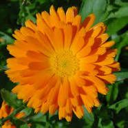 Calendula plant