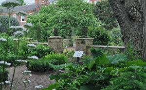 Chelsea garden medicinal plant section