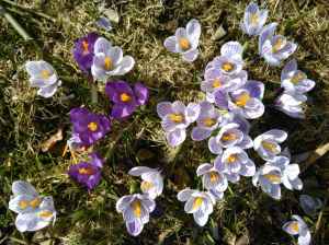 Crocuses