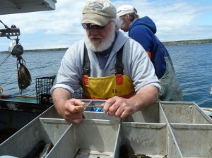 Captain Clive Farrin explains how to measure the lobster. In Maine legal lobsters must be between 3 1/4 and 5 inches long on the carapace (from the eye socket to the start of the tail). Larger and smaller lobsters must be thrown back.