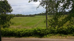 View from the living room.
