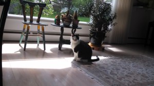 Jeeves catching a spot of sun.