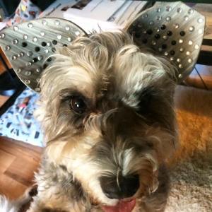 Shaggy rocking her feral cat ears - note the ear tip!