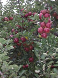 Cold Spring Orchard 10-07 014