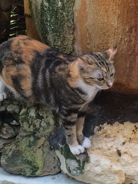 Hemingway cats have six toes