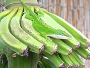 Hawaiian chameleon blending in