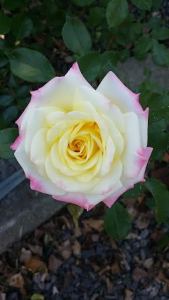 White rose with pink tips