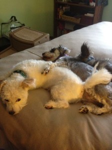 Favorite bedtime position