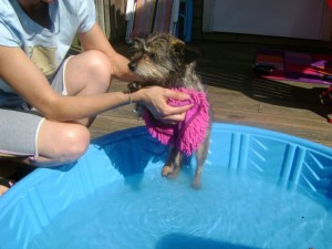 Giving Petey a bath after he arrived from the same South Carolina shelter as Shaggy