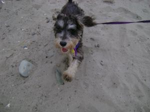 Shaggy, her first summer in New England