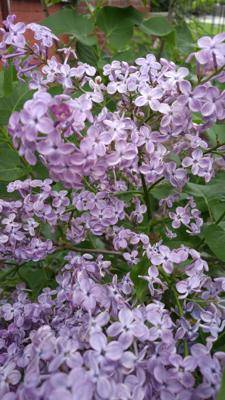 Edith's Lilac