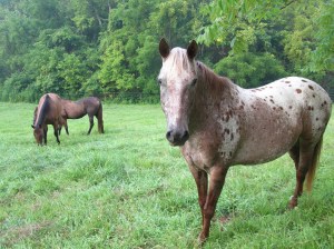 pinto-horse-in-pasture