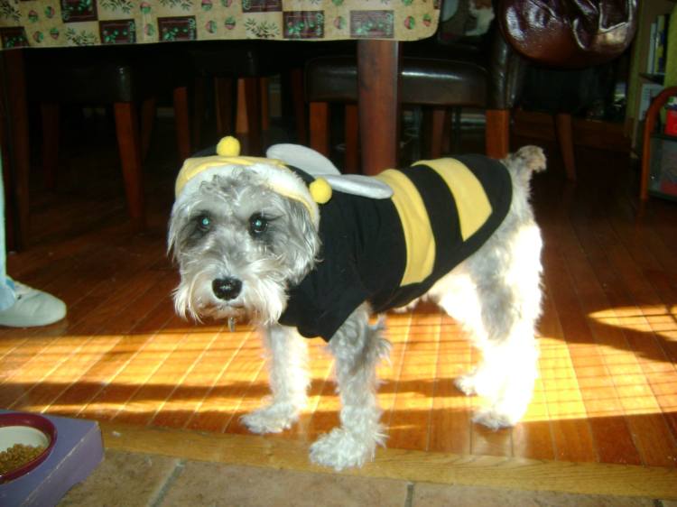 Shaggy Bumblebee